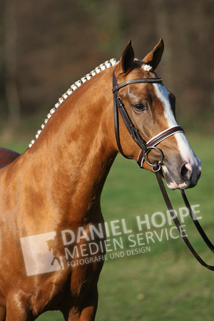 Can Dance von FS Champion de Luxe